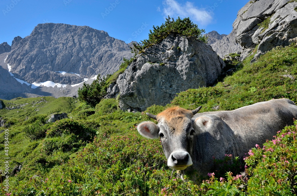 Jungrind und Alpenrosen im Hochgebirge Jungrind und Alpenrosen im Hochgebirge