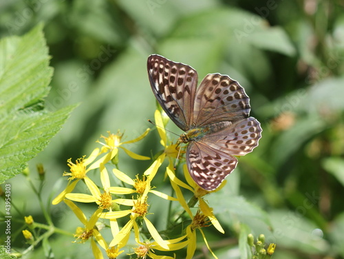 Weiblicher Kaisermantel (Argynnis paphia f. valesina) photo