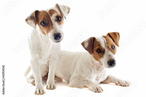 Fototapeta Naklejka Na Ścianę i Meble -  two jack russel terrier
