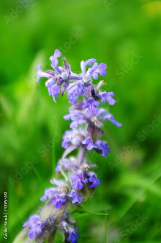 lilac summer flower