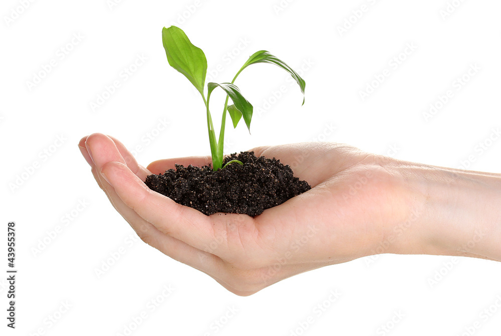Young plant in hand isolated on white Young plant in hand isolated on white