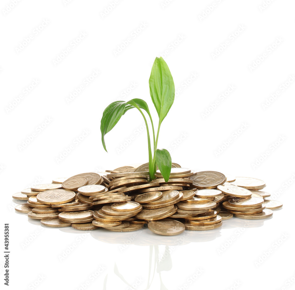 Golden coins and plant isolated on white Golden coins and plant isolated on white