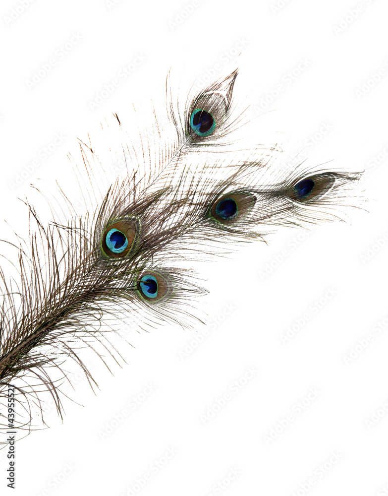 Naklejka premium Peacock Feathers on white background