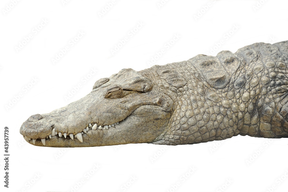 Obraz premium crocodile