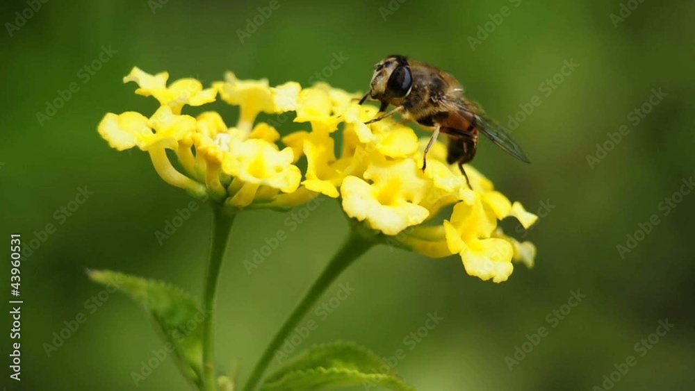 Schwebfliege auf Wandelröschen Schwebfliege auf Wandelröschen