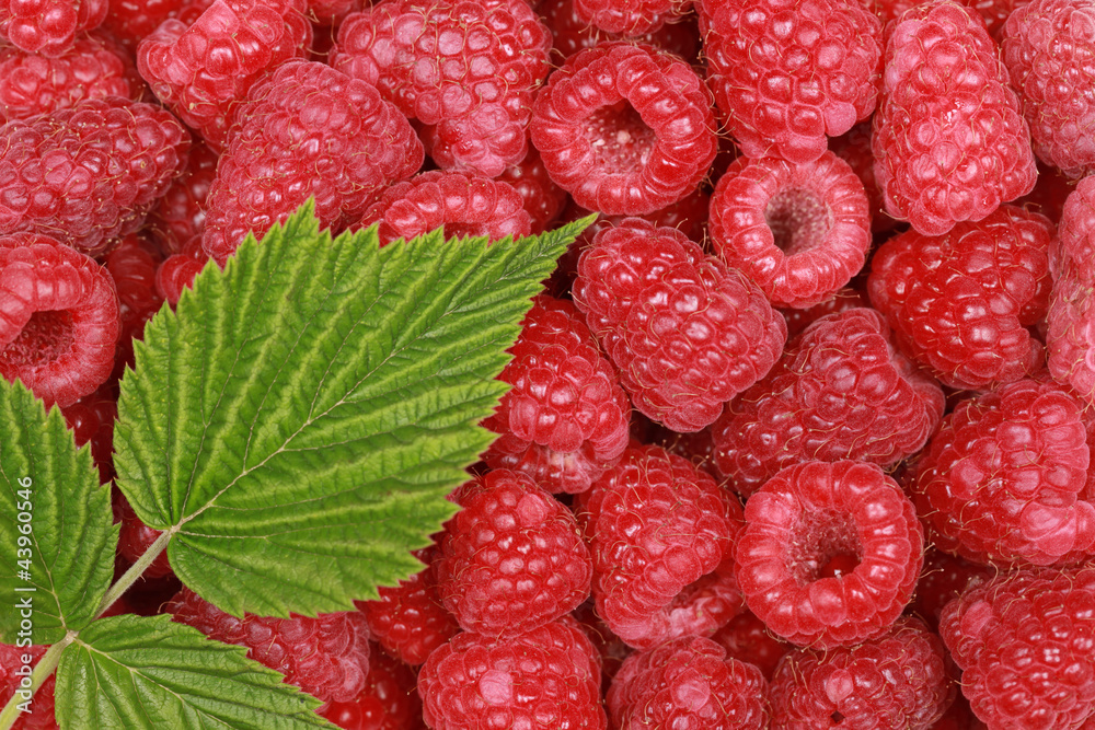 Himbeeren