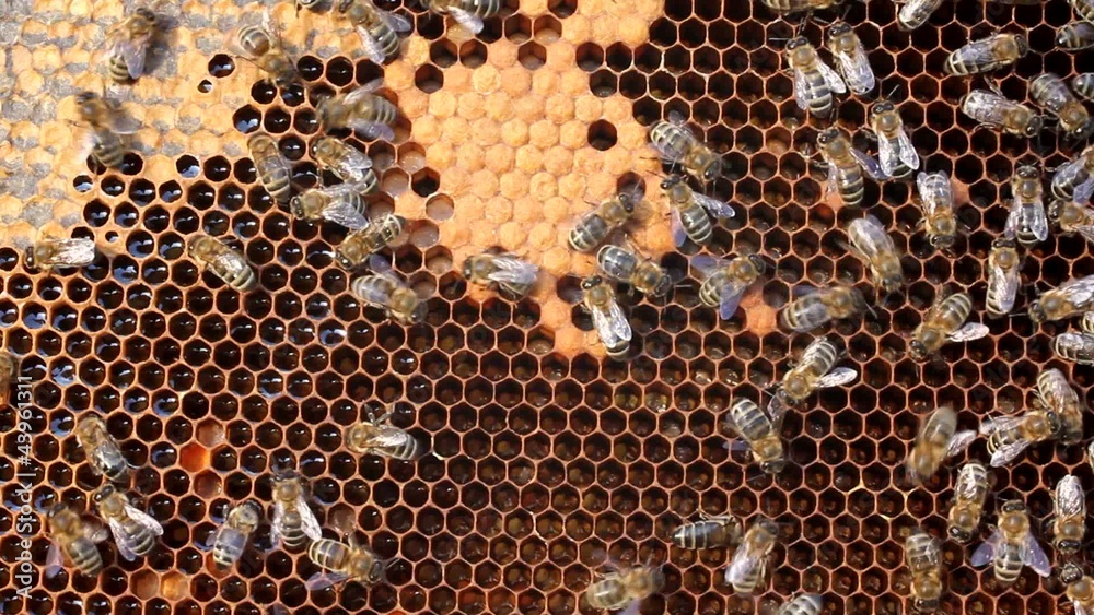 Larvae and cocoons of bees Larvae and cocoons of bees
