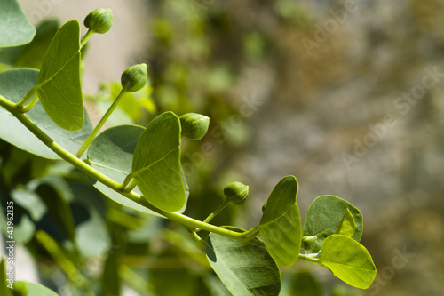 Caper (Capparis spinosa)