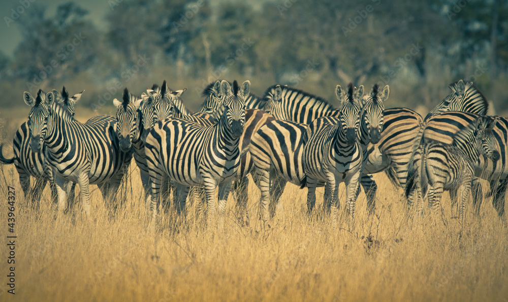 Obraz premium zebras