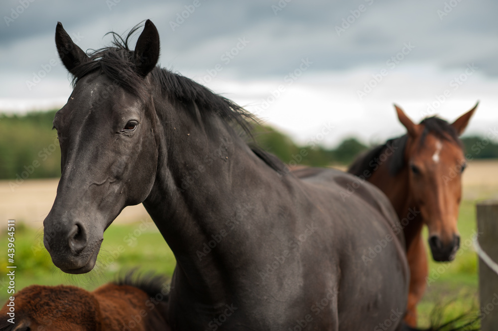 Obraz premium Black horse in the Swedish countryside