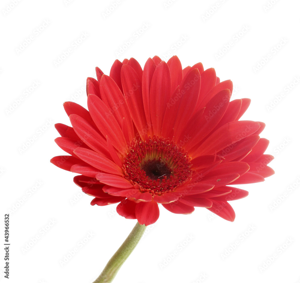 beautiful red gerbera isolated on white