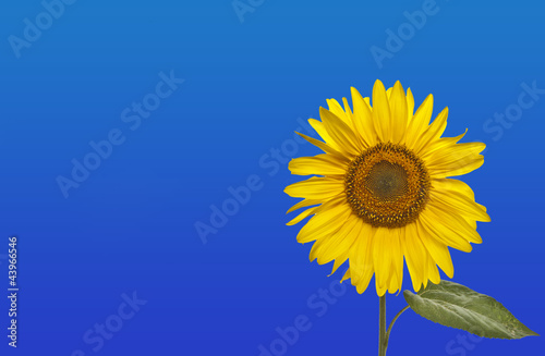 blauer Hintergrund mit Sonnenblume 