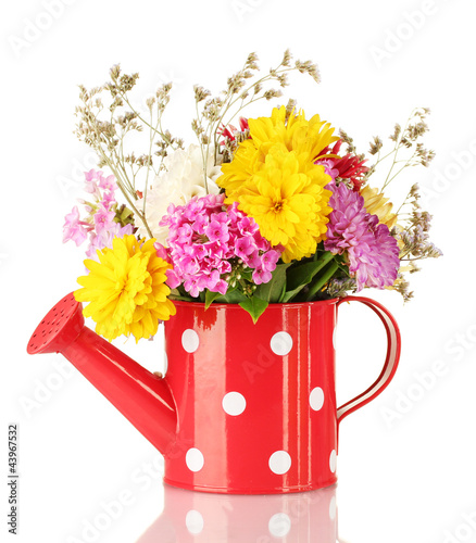 Red watering can with white polka-dot with flowers isolated