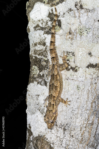 hemidactylus mercatorius, ifaty photo