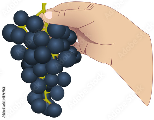 The hand with the bunch of grapes