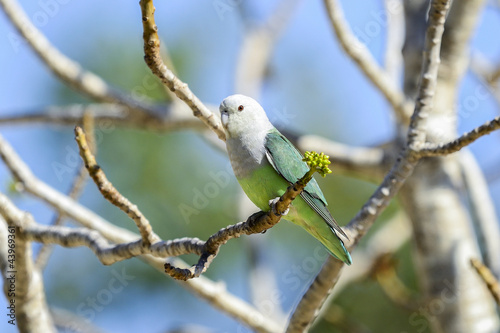 grey-headed lovebird, ifaty