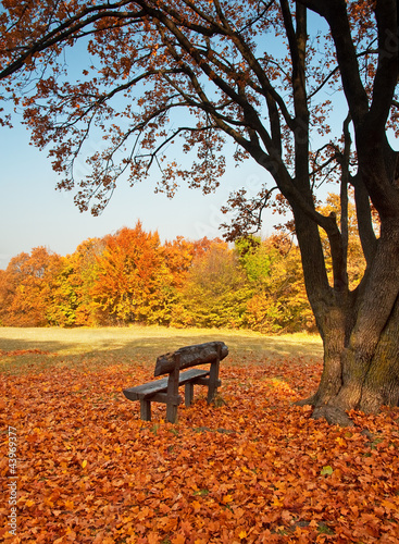 Bench with tress in the forest in autumn