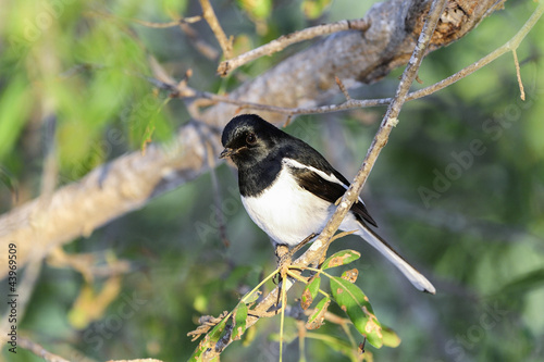 madagascar magpie robin, ifaty photo