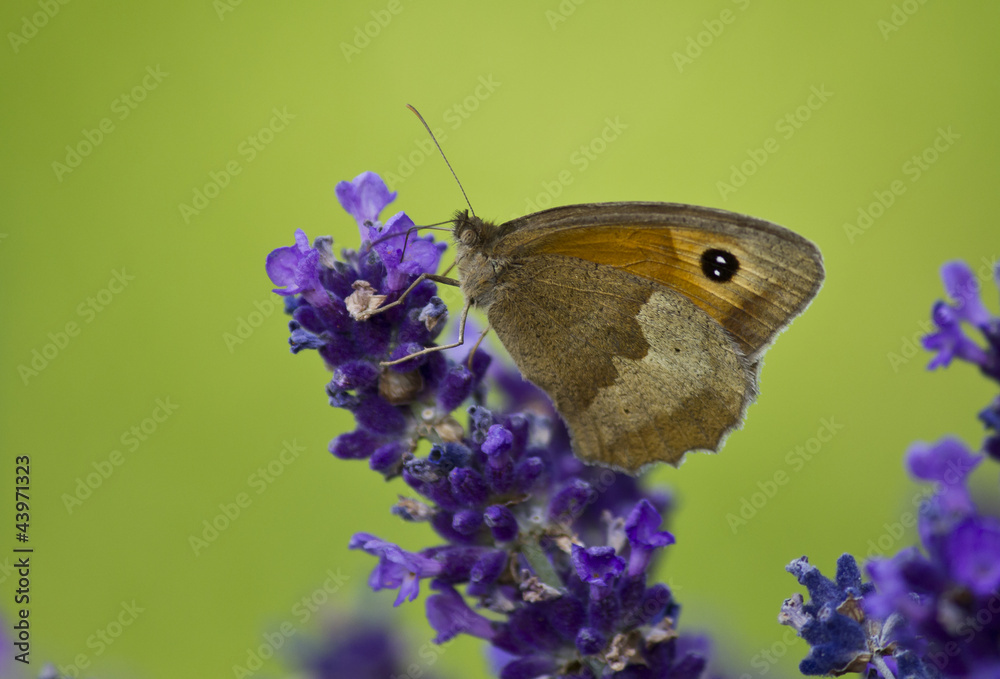 Obraz premium Meadow Brown Butterfly