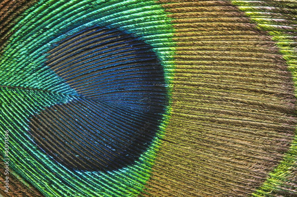Obraz premium Peacock feather background.