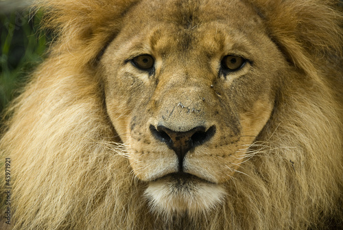 Fototapeta Naklejka Na Ścianę i Meble -  Close up of lion front on