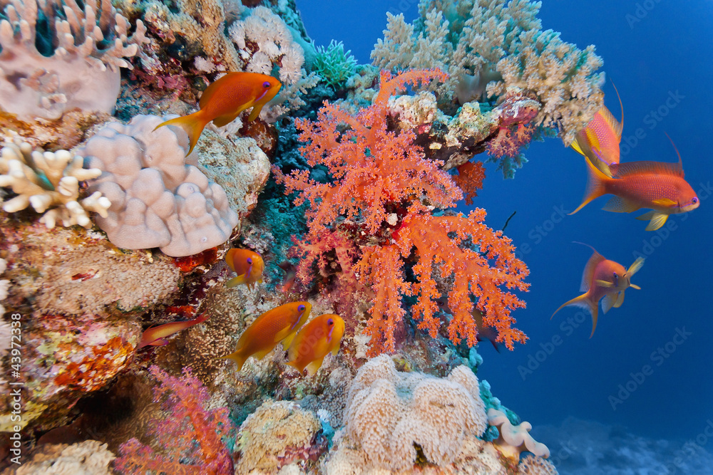 Shoal of anhthias fish on the soft coral reef