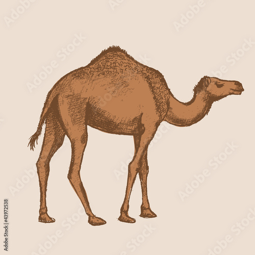 camel art drawing