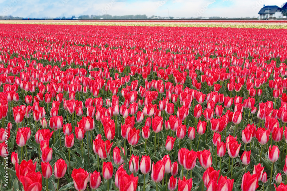 Red Tulip Bulbs Farm at Spring Time