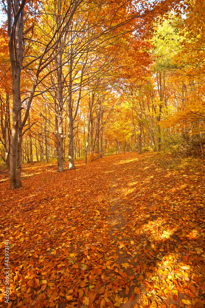 Obraz premium Forest in autumn