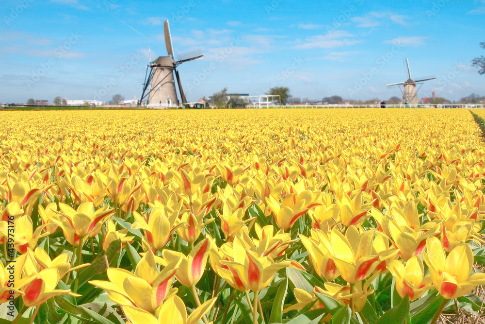 Dutch Field of Yellow Red Tulips