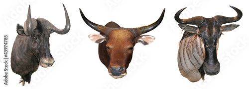 Stuffed buffalo head photo