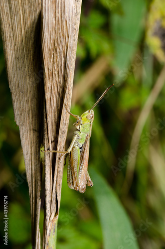 grasshopper clings to dried reed