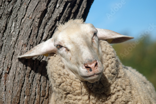 Cooles Schaf