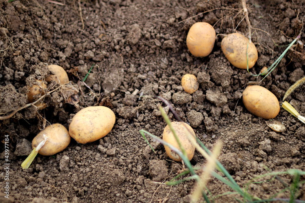 hervorgegrabene Kartoffeln hervorgegrabene Kartoffeln