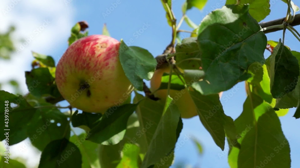 apple picking