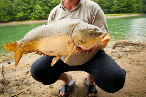 Fototapeta Naklejka Na Ścianę i Meble -  Huge wild carp caught on a bait
