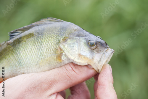 Closeup of freshwater perch caught on spinning