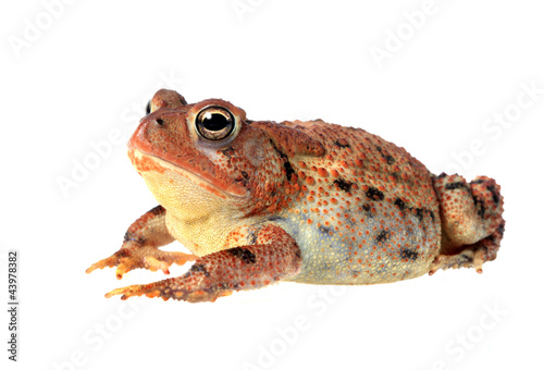 Fat Toad Lounging, Isolated on White