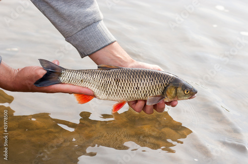 Nice chub is going to be released. Chub caught on a bait. photo