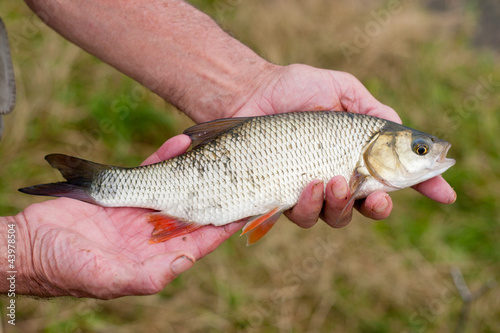 Freshwater fish ide caugh on a light feeder system