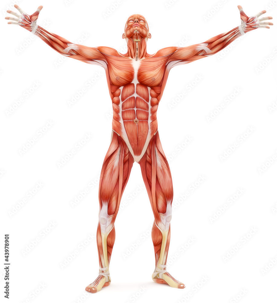 Male musculoskeletal system looking upward Male musculoskeletal system looking upward