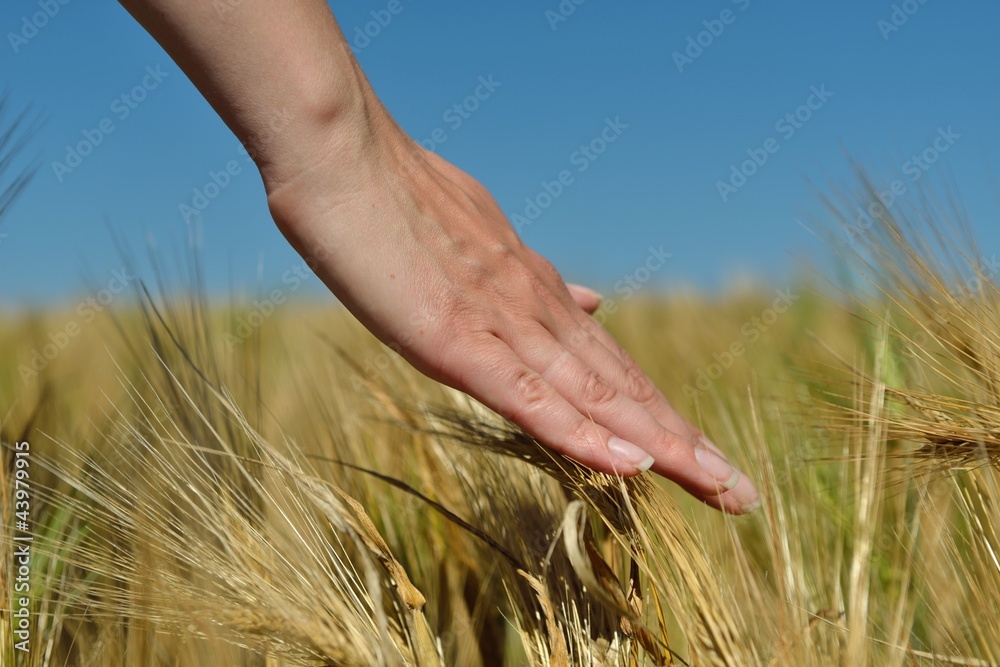 Hand in wheat field Hand in wheat field