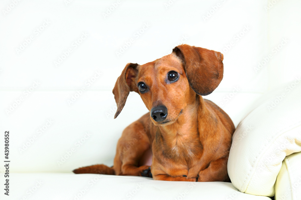 dachshund dog on sofa