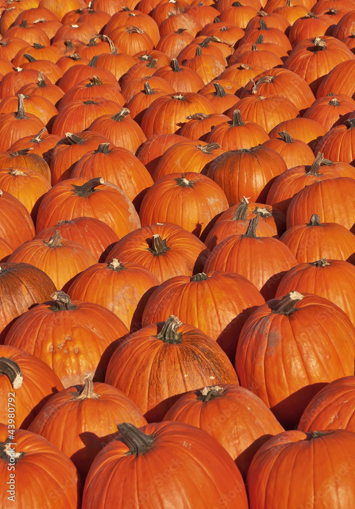 Pumpkin patch with hundreds of pumpkins Pumpkin patch with hundreds of pumpkins