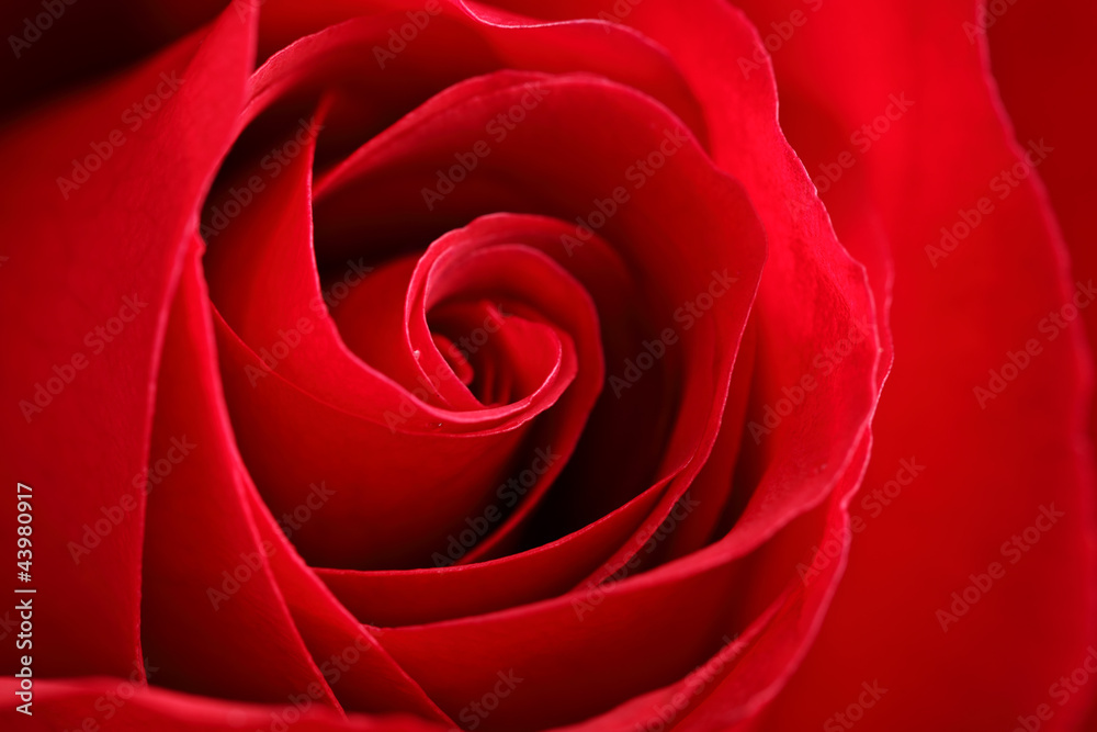 red rose red rose