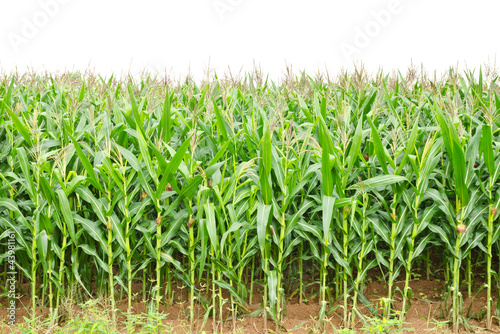 A green field of corn