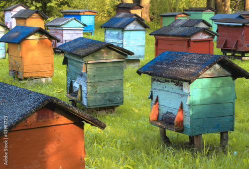 Fototapeta Naklejka Na Ścianę i Meble -  Pasieka