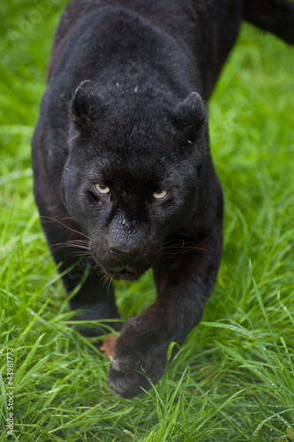 Black leopard Panthera Pardus prowling through long grass