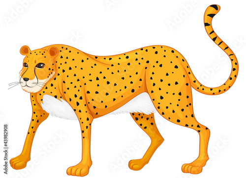 leopard