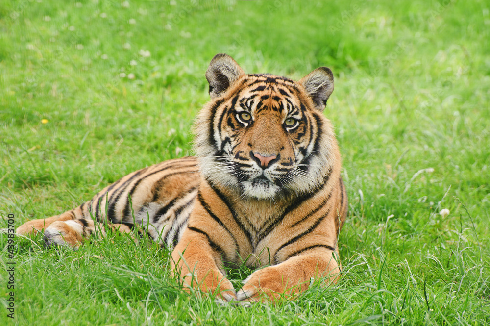 Portrait of Sumatran Tiger Panthera Tigris Sumatrae big cat Portrait of Sumatran Tiger Panthera Tigris Sumatrae big cat